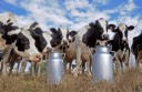 «Вологодский Молочный Дом» предлагает молочную продукцию в Санкт-Петербурге и Ленинградской области…