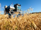 Китай разрешил ввоз украинской пшеницы, сои и ячменя